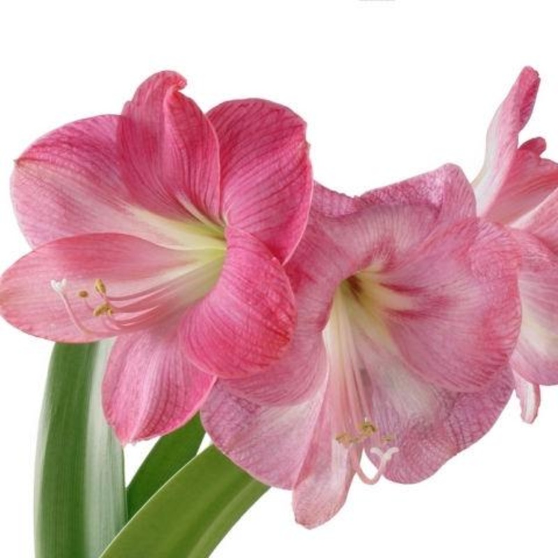 Amaryllis Pink – Bulk and Wholesale