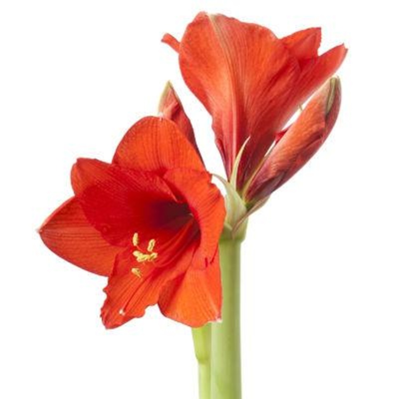 Amaryllis Red – Bulk and Wholesale