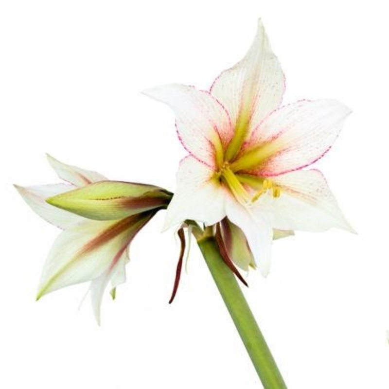 Amaryllis White – Bulk and Wholesale