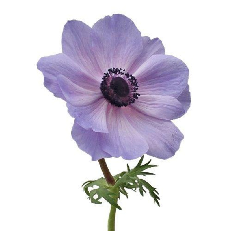 Anemone Lavender – Bulk and Wholesale