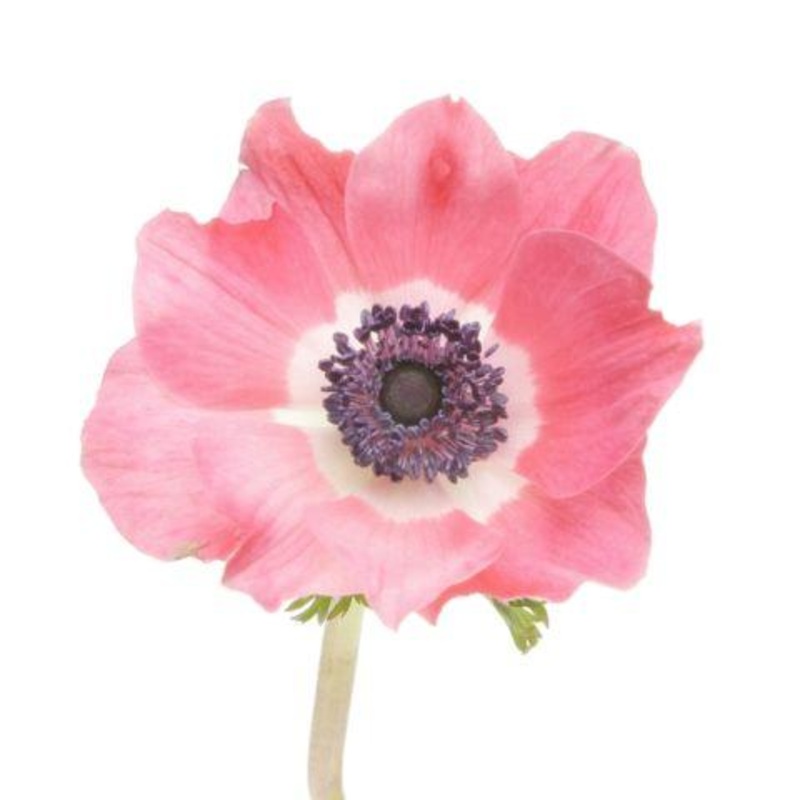 Anemone Pink – Bulk and Wholesale