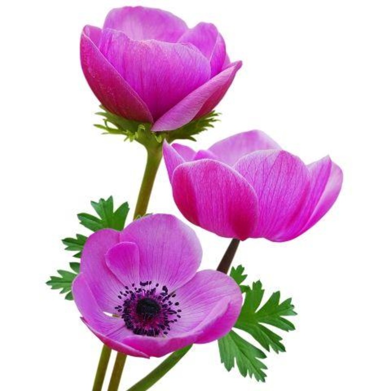 Anemone Purple – Bulk and Wholesale