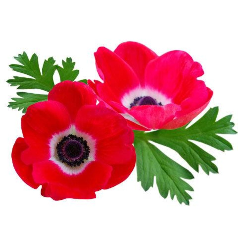 Anemone Red – Bulk and Wholesale