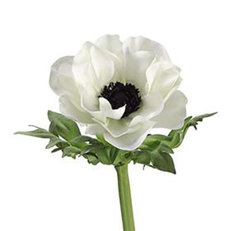 Anemone White – Bulk and Wholesale