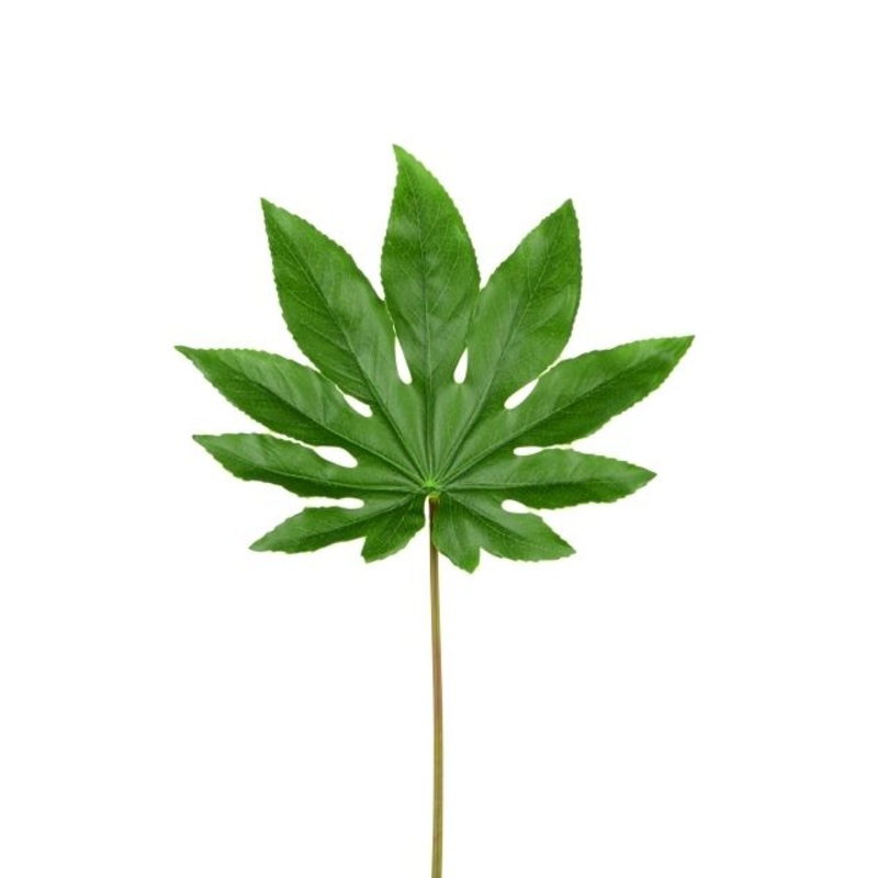 Aralia – Bulk and Wholesale-1 Stem & 10 stems
