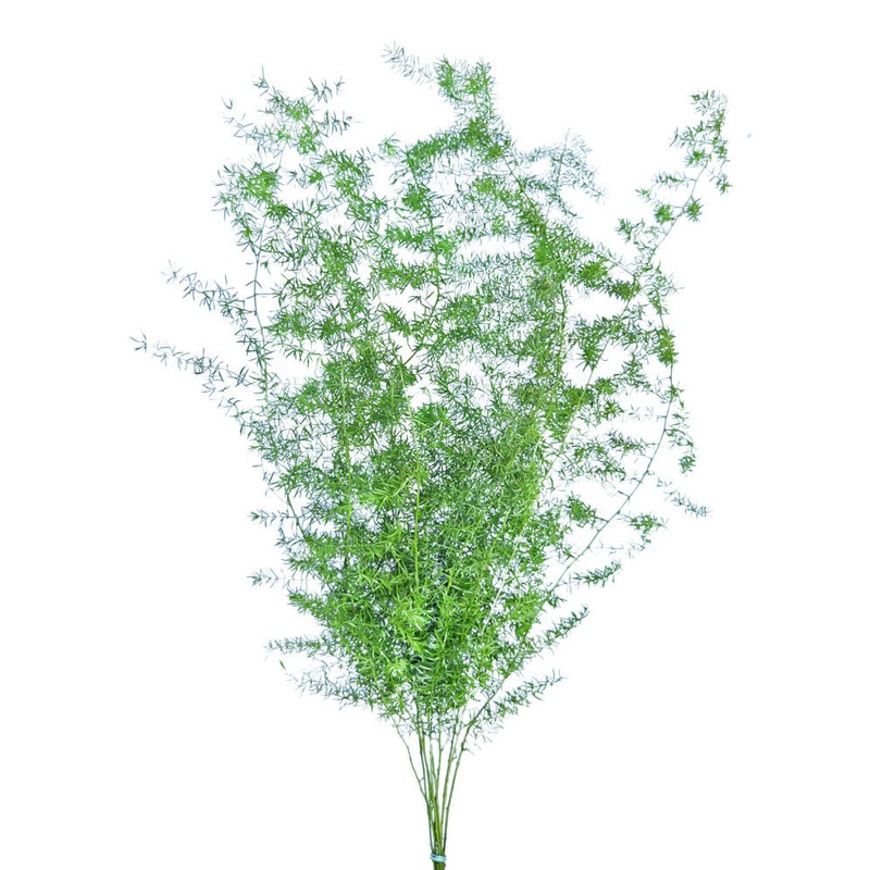 Asparagus Sprengeri-1 Stem & 10 Stems