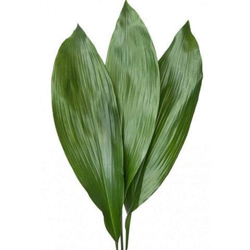 Aspidistra – Bulk and Wholesale