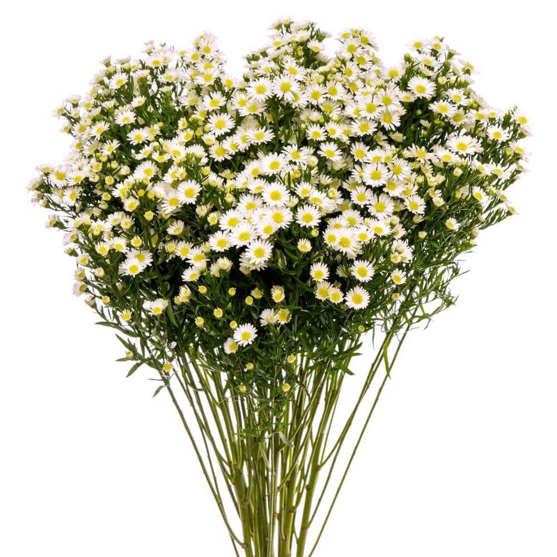 Aster Monte Casino White – Bulk and Wholesale