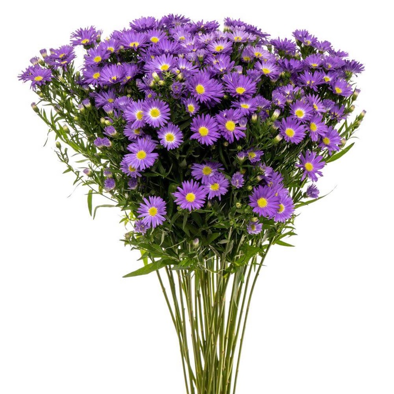 Asters Monte Casino Purple – Bulk and Wholesale