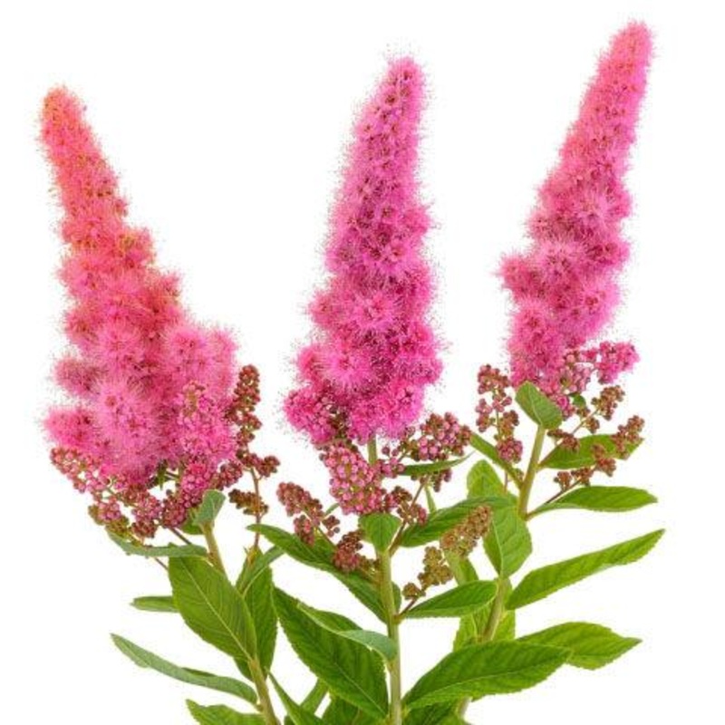 Astilbe Hot Pink – Bulk and Wholesale