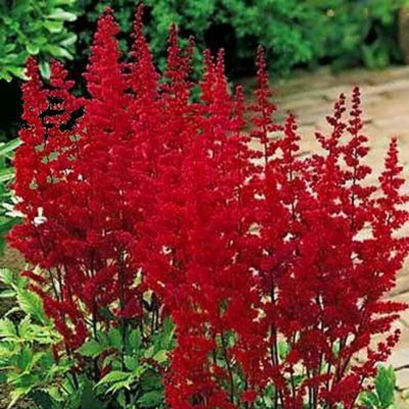 Astilbe Red – Bulk and Wholesale