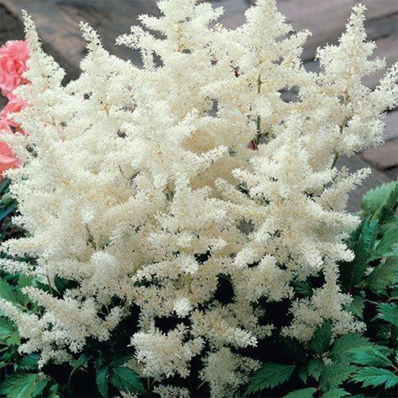 Astilbe White – Bulk and Wholesale