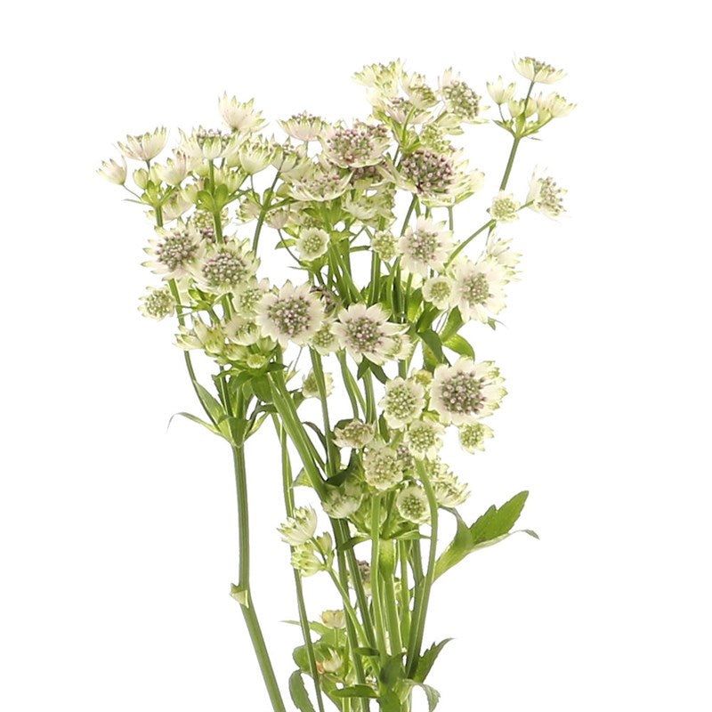 Astrantia White-1 Stem & 10 Stems