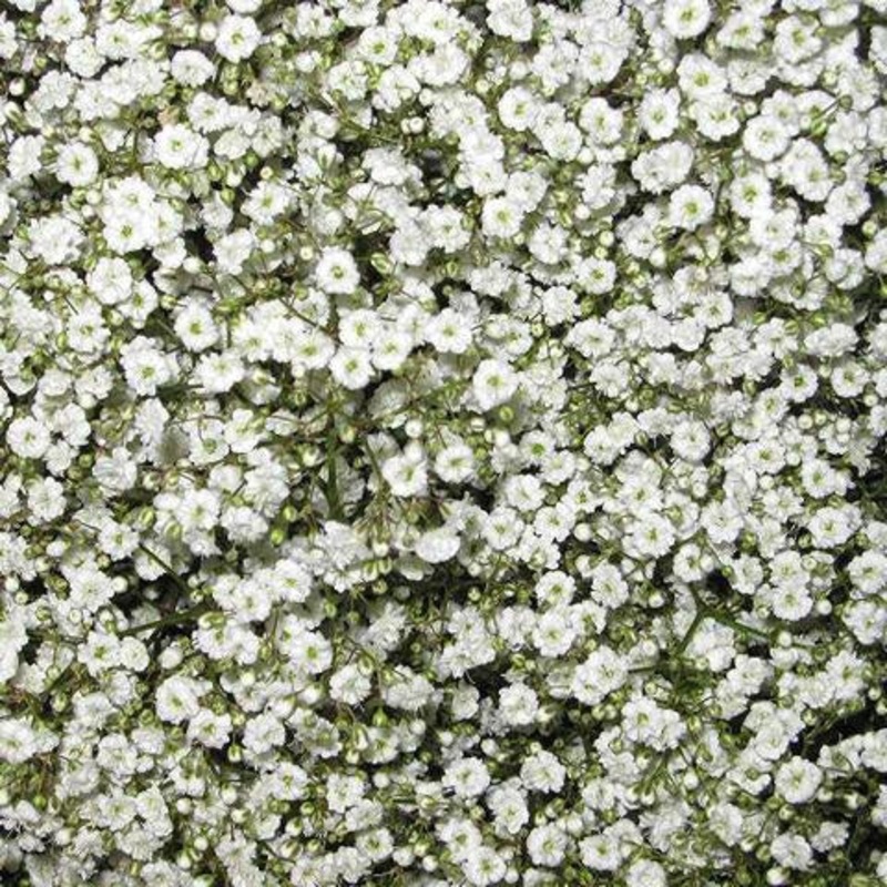 Baby’s Breath – Bulk and Wholesale