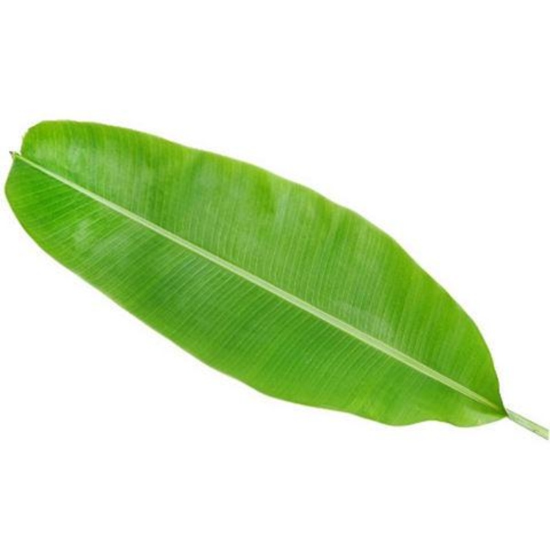 Banana Leaf – Bulk and Wholesale