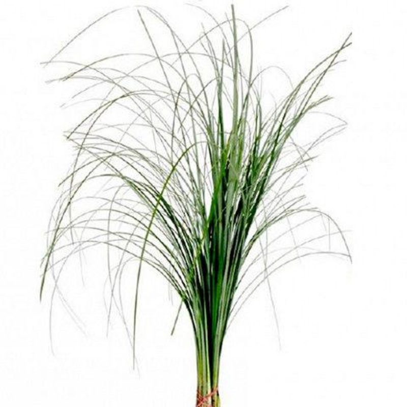 Bear Grass – Bulk and Wholesale