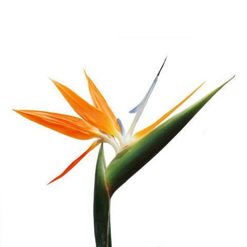 Birds of Paradise – Bulk and Wholesale