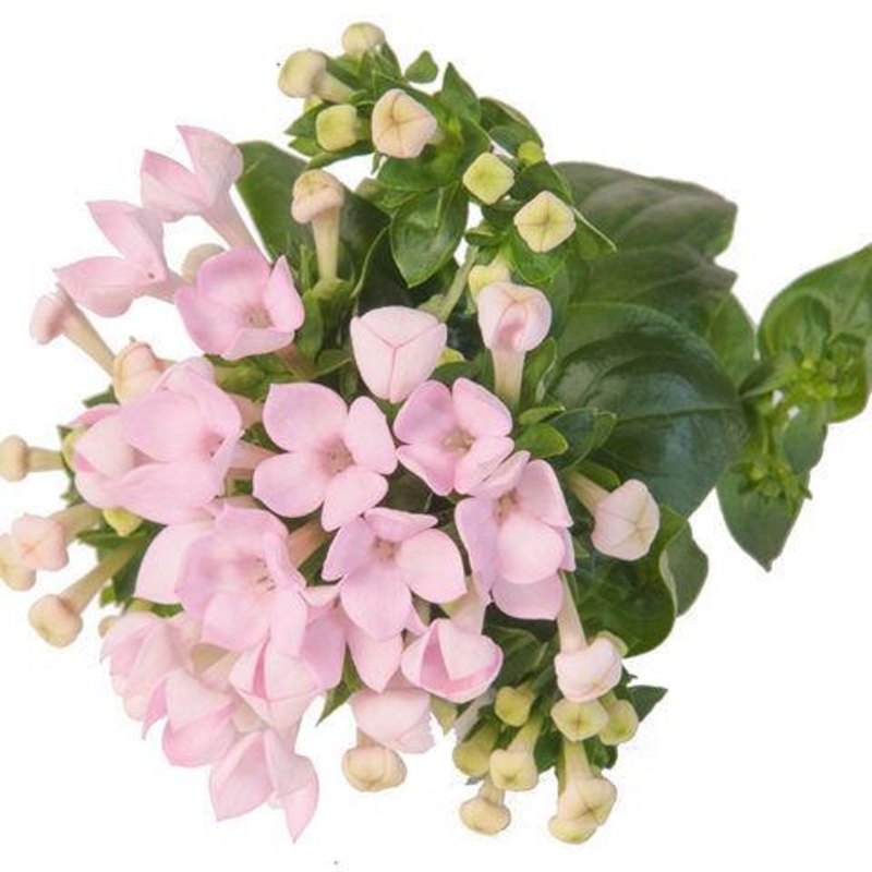 Bouvardia Light Pink – Bulk and Wholesale