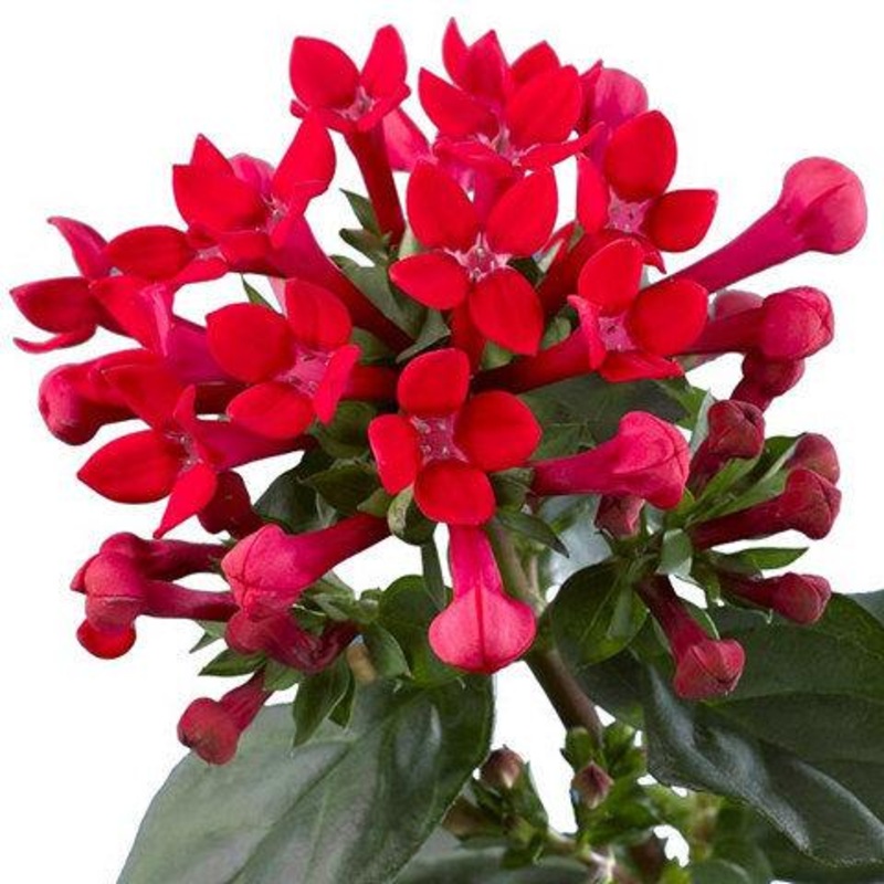 Bouvardia Red – Bulk and Wholesale