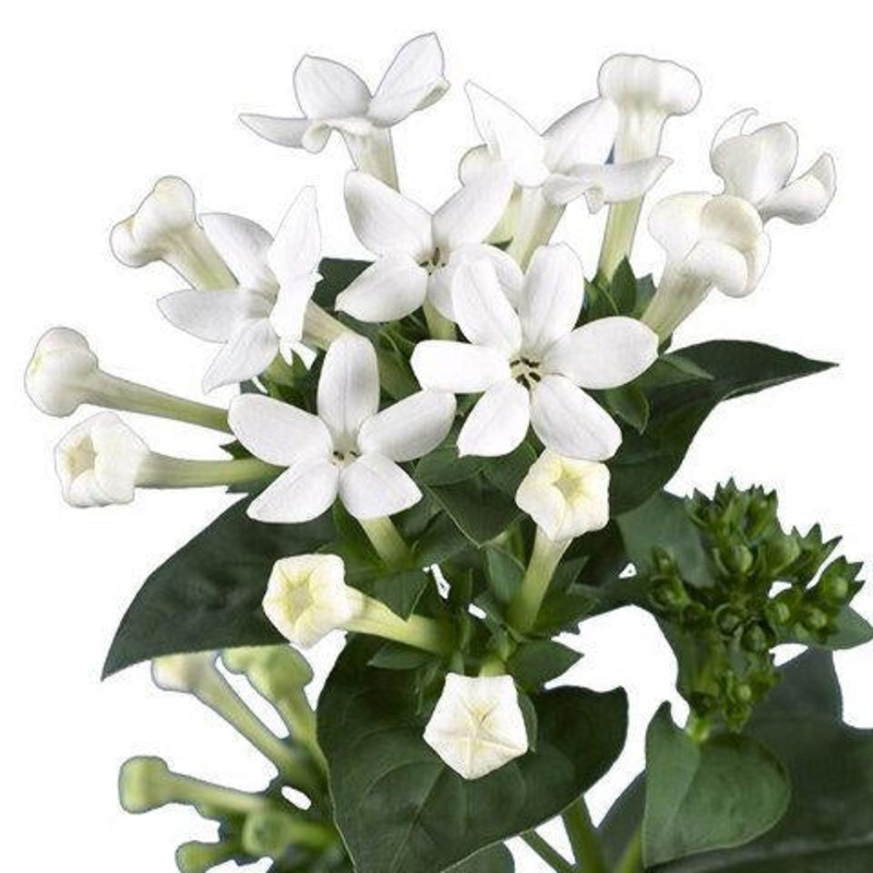 Bouvardia White – Bulk and Wholesale