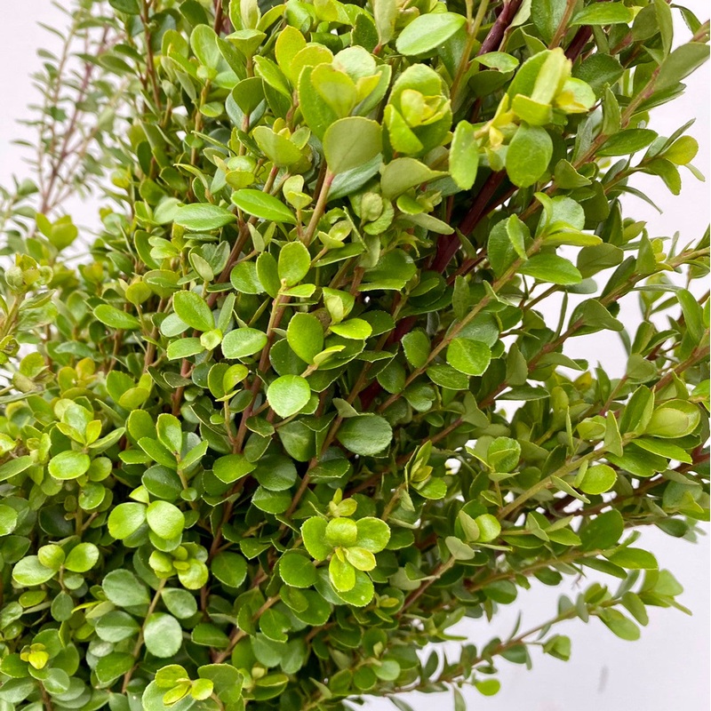 Boxwood – Bulk and Wholesale-1 Stem & 10 Stems