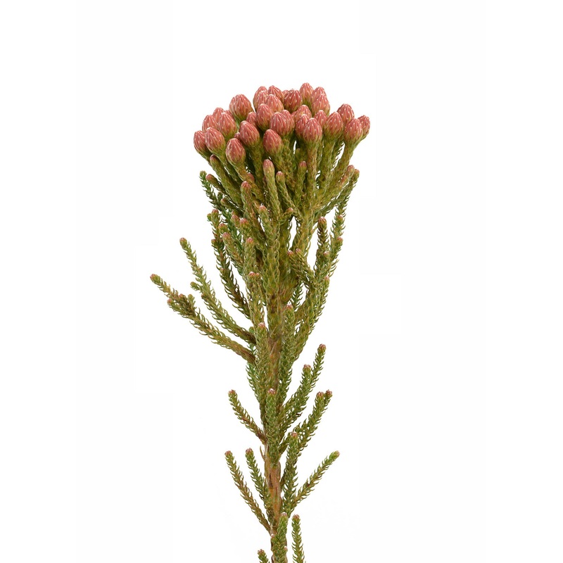 Brunia Red-1 Stem & 10 Stems