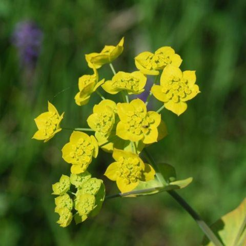 Bupleurum – Bulk and Wholesale