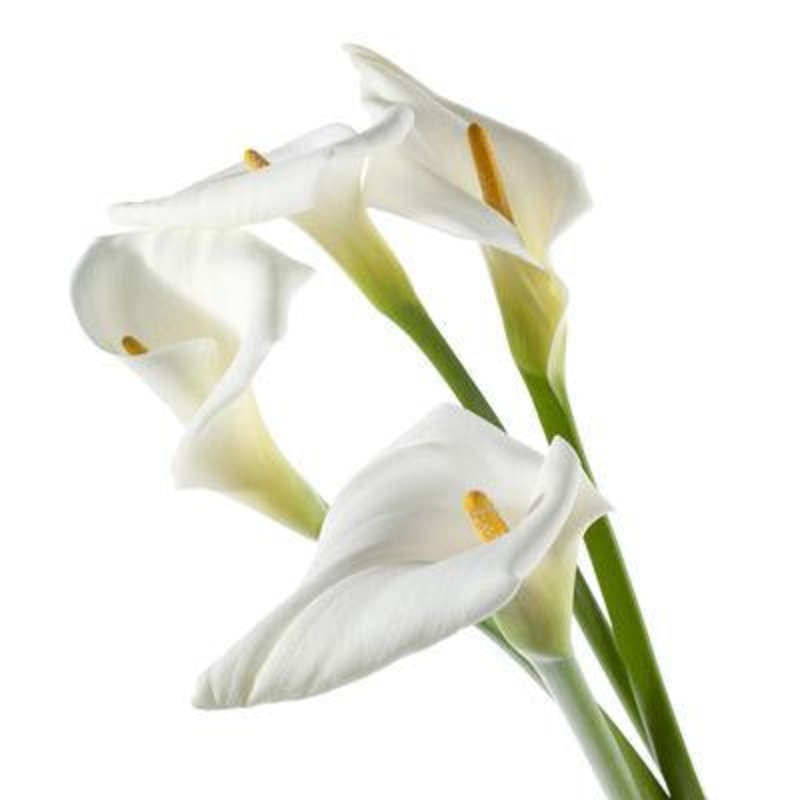 Calla lily Large White – Bulk and Wholesale