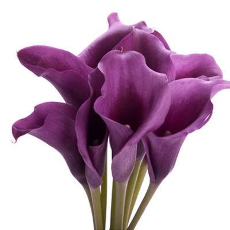 Calla lily Mini Dark Purple – Bulk and Wholesale