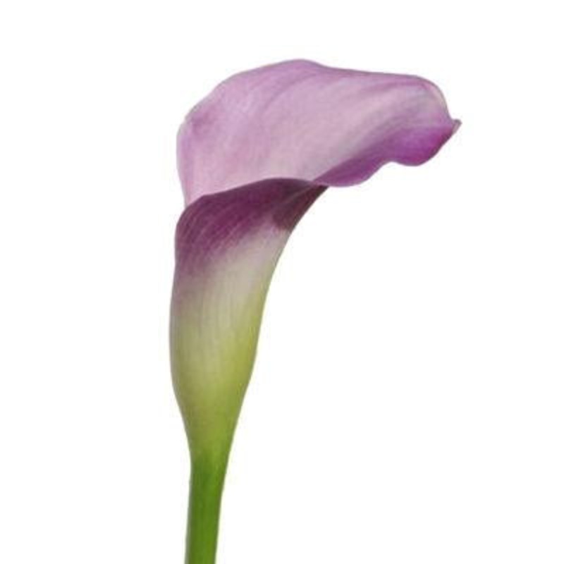 Calla lily Mini Lavender – Bulk and Wholesale