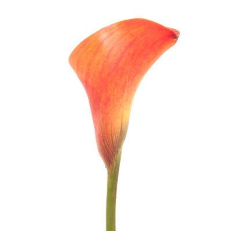 Calla lily Mini Orange – Bulk and Wholesale