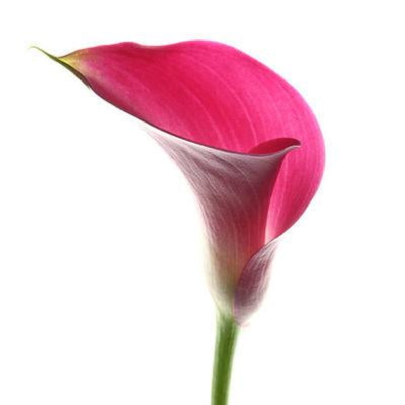 Calla lily Mini Pink – Bulk and Wholesale