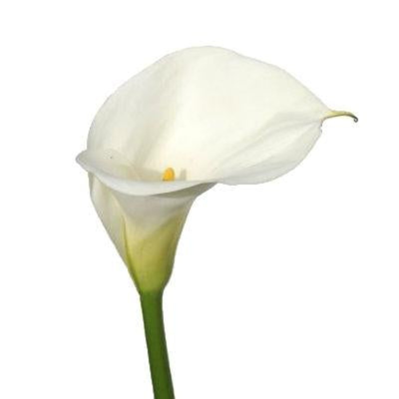 Calla lily Mini White – Bulk and Wholesale