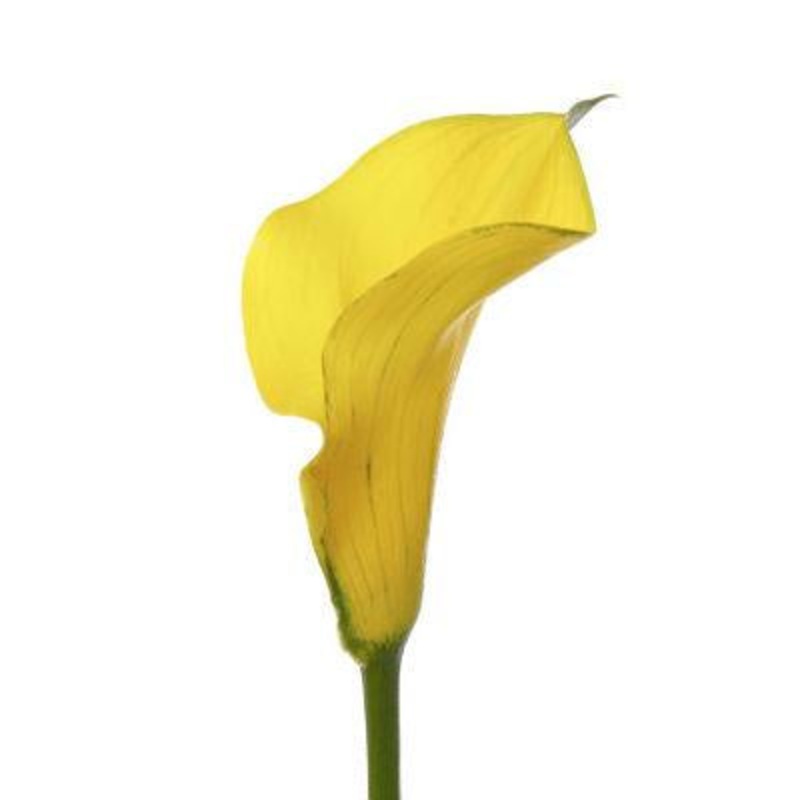 Calla lily Mini Yellow – Bulk and Wholesale
