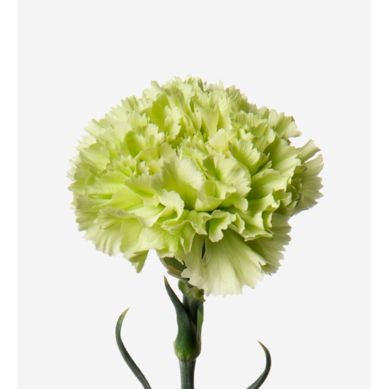 Carnation Green – Bulk and Wholesale