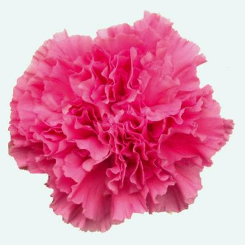 Carnation Hot Pink – Bulk and Wholesale