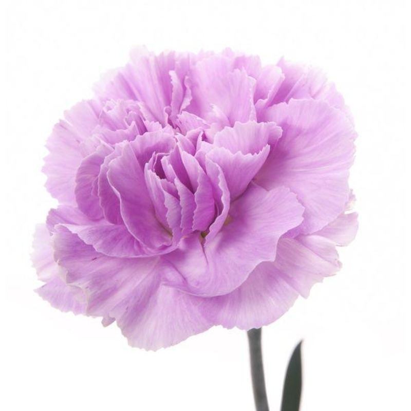 Carnation Lavender – Bulk and Wholesale