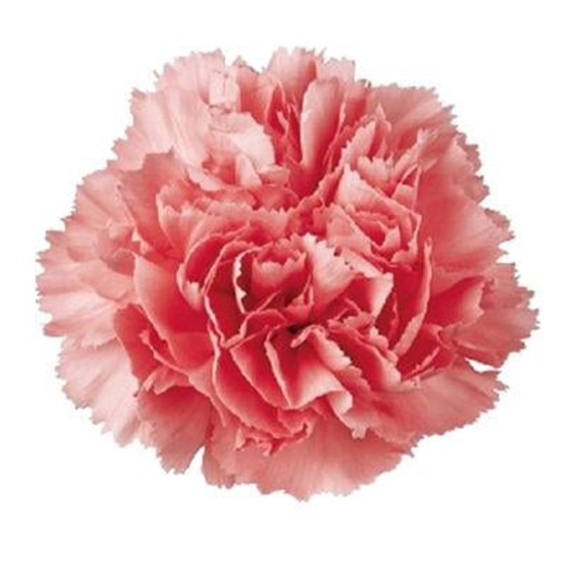 Carnation Light Pink – Bulk and Wholesale
