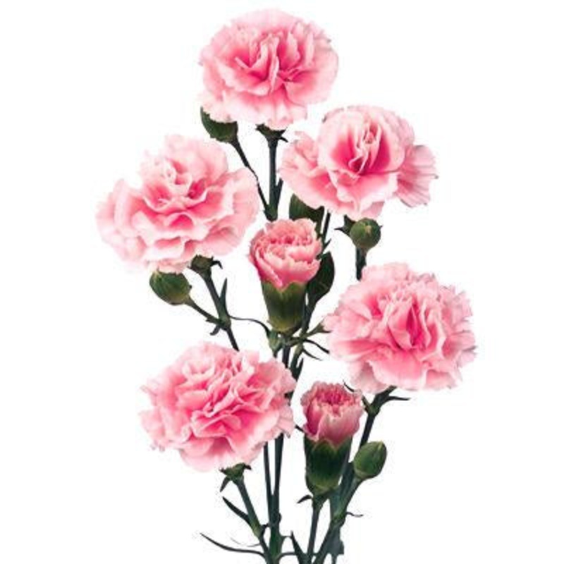 Carnation Mini Light Pink – Bulk and Wholesale