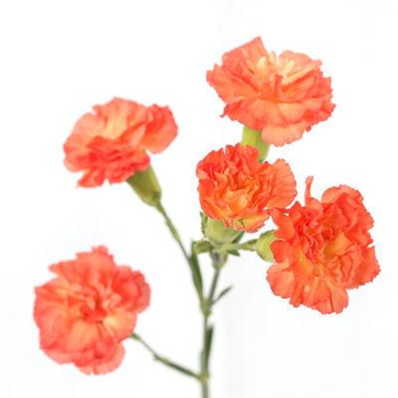 Carnation Mini Orange – Bulk and Wholesale