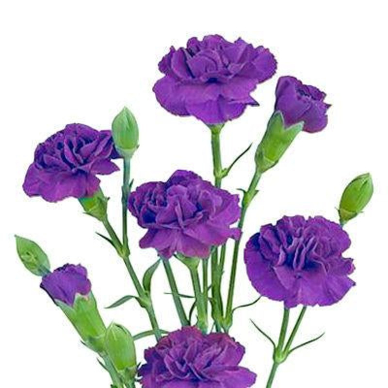 Carnation Mini Purple – Bulk and Wholesale