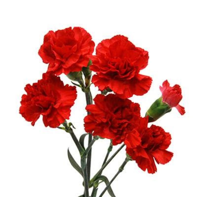 Carnation Mini Red – Bulk and Wholesale
