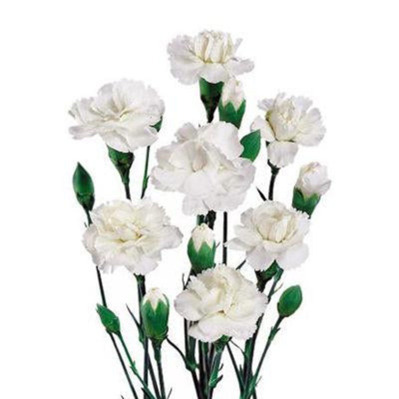 Carnation Mini White – Bulk and Wholesale