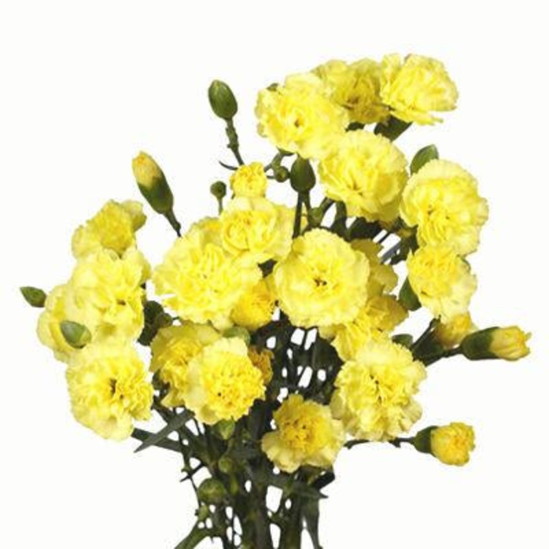 Carnation Mini Yellow – Bulk and Wholesale