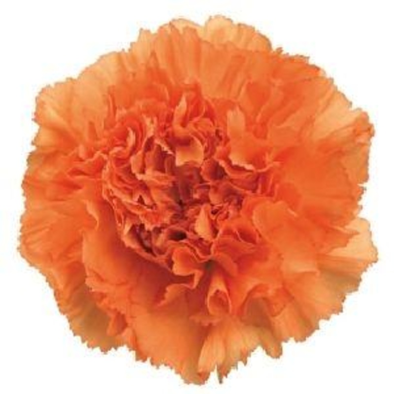 Carnation Orange – Bulk and Wholesale