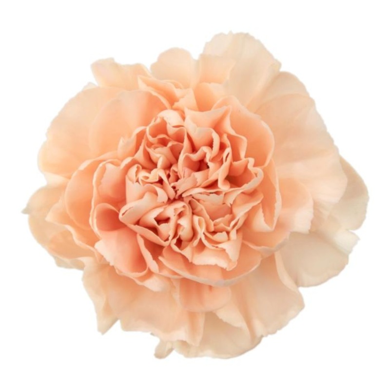 Carnation Peach – Bulk and Wholesale