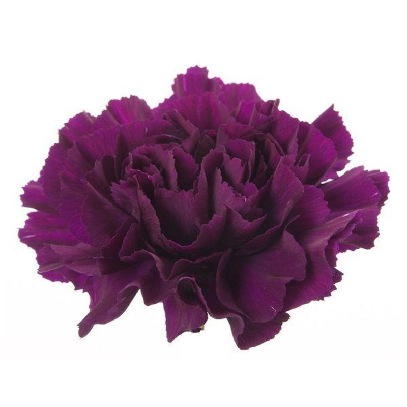Carnation Purple – Bulk and Wholesale