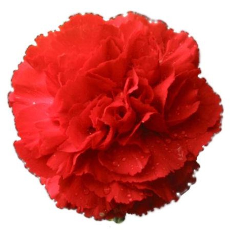 Carnation Red – Bulk and Wholesale