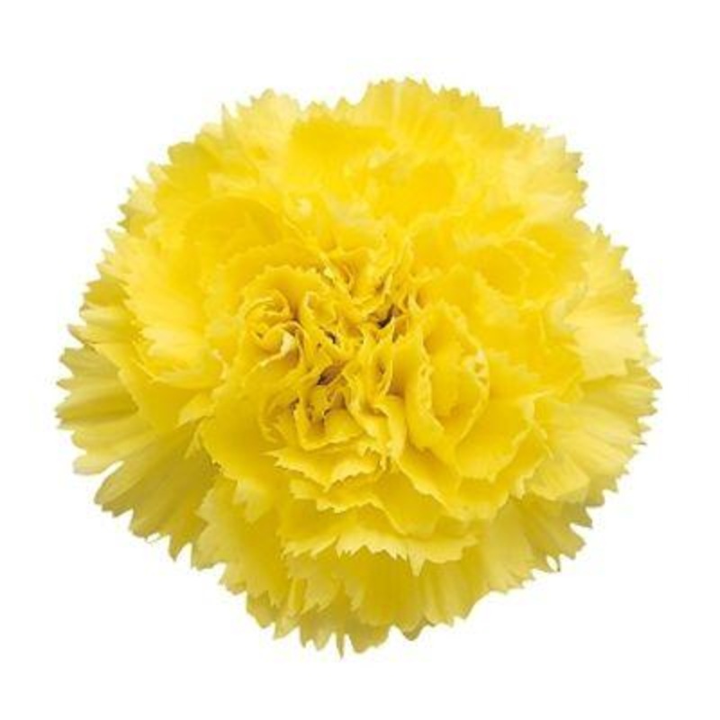 Carnation Yellow – Bulk and Wholesale