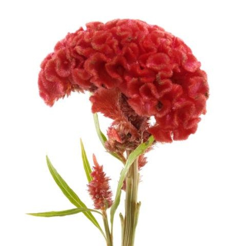 Celosia Orange – Bulk and Wholesale